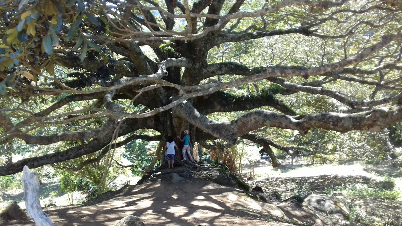 Passeio Irene Tour 01